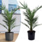 Happy Plants Palmier Dattier Exotique 75 cm x 15 cm