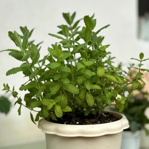 Semi di menta mela biologici, di menta da balcone semi di verdi prodotti sostenibili semi di selvatiche semi di medicinali 800pcs