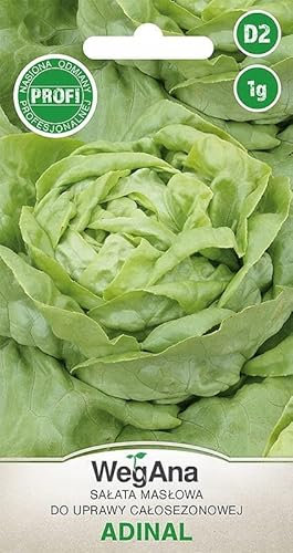 WegAna Laitue pommée beurre Adinal Graines 1g, Laitue verte, Laitue pommée beurre, Graines de légumes robustes, Graines de légumes, Graines de culture, Graines pour la serre