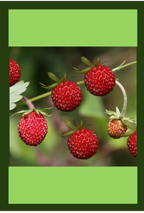 Strawberry Alpine Seeds Premium | Wild Heirloom Variety | Non-GMO | Unique Flavor & Colour