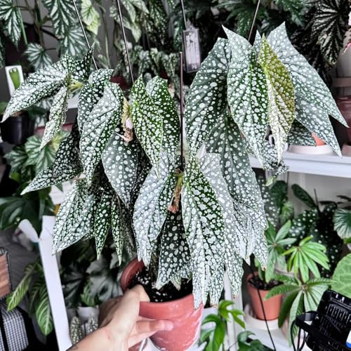 Forellenbegonie Pflanze Samen - indoor plants, bio saatgut Begonia maculata, stauden winterhart mehrjährig immergrüne pflanzen winterhart bonsai samen grünpflanzen, topfpflanzen 250pcs