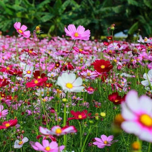 Crazy for Cosmos (Cosmos bipinnatus) Miscela di semi di fiori non OGM-Cosmos Confezione sfusa di 100+ semi