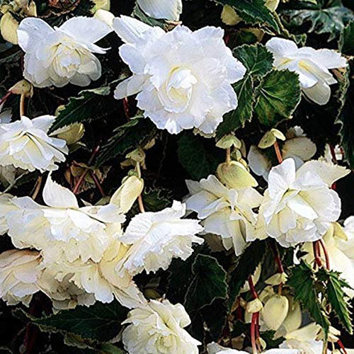 Begonia Pendula White x 5 Tubers/Corms/Bulbs - Hanging Basket Mix by Growtanical®