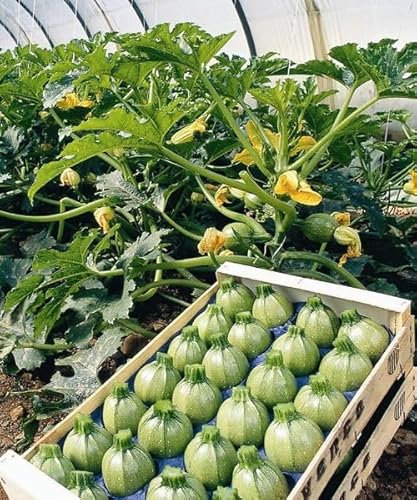 Frutteo - Semi Professionali di Zucchino Tondo Geode F1 250 Semi, Varietà Ibrida di Alta Qualità, Zucchino Verde Chiaro per Orto e Coltivazione Produttiva