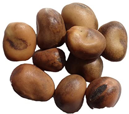 Féverole Non Traitée Diva - 250 grammes - Vicia Faba L. - Bean - (Engrais vert) - SEM06