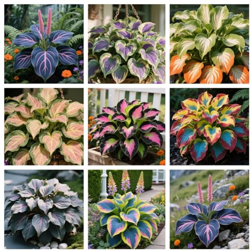 Hostas/Hosta Bulbi Mix-Excellent Display/Garden Ready Outdoor Range per bordi e contenitori ombreggiati/Lampadine perenni resistenti G-4