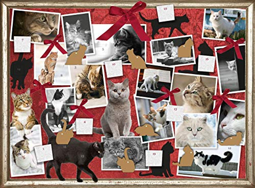 Katzen - Freunde auf Samtpfoten