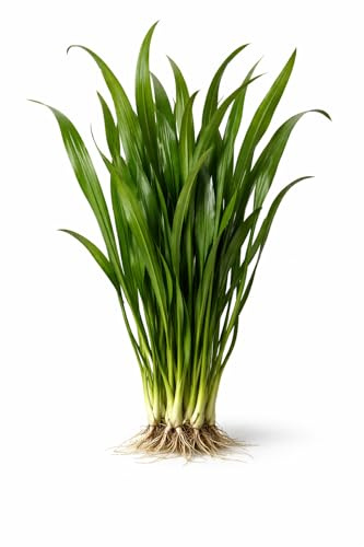 Canton Aquatics Jungle Valisneria - 6 Plants Bare Root for Freshwater Aquariums, Live Fish Tank Plants, Beautiful Background Plant, Fast Growing Aquarium Plants Live for Live Fish