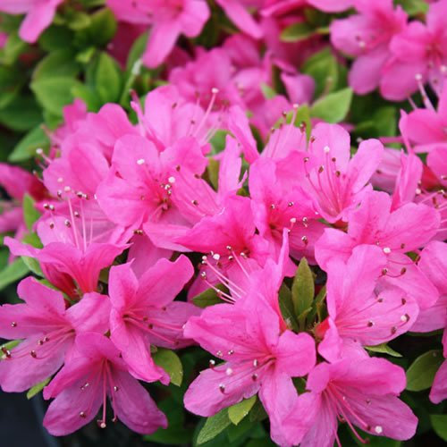 GardenersDream 1 x Azalée 'Geisha Rose' - Plantes Vivaces AZALEE DU JAPON pour Jardin & Balcon - Arbustes à Fleurs Persistantes en Pot - Rhododendrons en Pot - Arbustes à Planter Extérieur