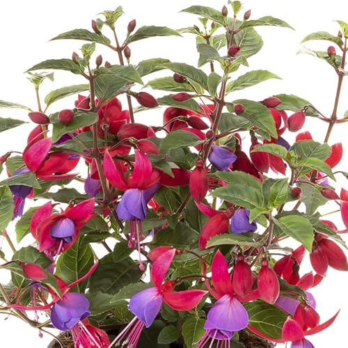 Fucsia Natural Planta Fácil de Mantener con Flores Primaverales