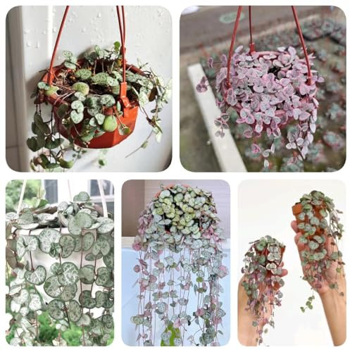 150 pcs Ceropegia Woodii Samen balkon pflanzen Leuchterblume Pflanze topfpflanzen draußen winterhart baumsamen ausgefallene geschenke pflanzenkübel gartendeko für draußen dekopflanzen
