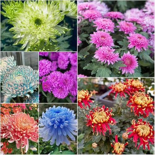 chrysanthemen winterhart - bonsai hochbeet für balkon wildblumensamen gartenblumen mehrjährig winterhart frühlingsblumen winterharte für garten winterharte stauden 550samen