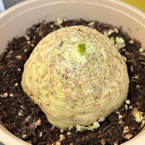 semillas de apio nabo organicas, jardín interior 50pcs