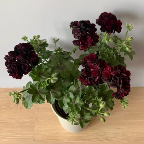 400 Pcs Geranien Samen Balkon - Pelargonium Hortorum - Seltene Pflanzen, Wohnzimmer Deko Geranien Samen Stehend, Wildblumensamen, Hochbeet Samen Kräuterpflanzen, Blumen Für Balkon