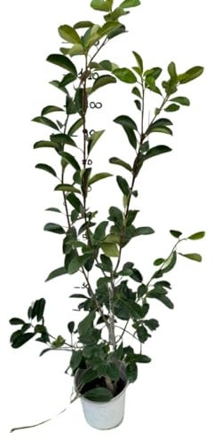 Vivaio Garden Forest 50 piante di Photonia Red Robin, Piante da esterno, Pianta da siepe, Rosso scarlatto, Pianta reale, Siepe medio grandi, H 130/140cm