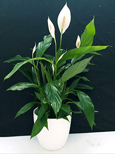 POWERS TO FLOWERS - SPATIFILIUM GRANDIFLORA, SPATIFILLO XXL IN VASO CERAMICA BIANCO A RIGHE, vaso 22cm, pianta vera