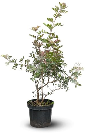 Attitude Jardin - Pistachier lentisque - l'arbre au mastic - 90-100 cm - ⌀ 18 cm - plante d'extérieur
