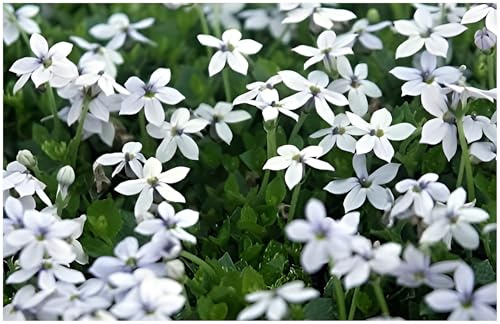 Stauden Gänge Stauden Gänge1 x Isotoma fluviatilis 'White winterhart