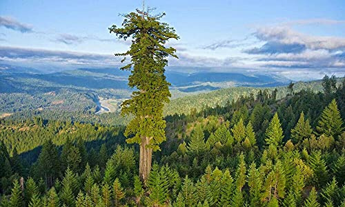 100 semi Sequoia Sempervirens Coast Reedwood Tree:Seeds