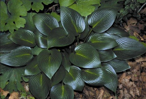Hosta Devon Green Plant