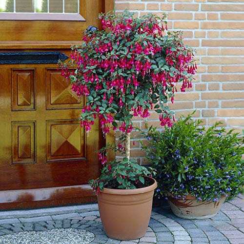 YouGarden Flowering Fuchsia Trees, 2 x 65-80cm Tall, Established Plants in 19cm Pots, Ready to Plant
