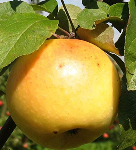 Apfel Limonka,Spätsommerapfel, Apfelbaum ca.180 cm.Tafelapfel