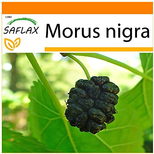 SAFLAX - Garden in the Bag - Svart Mullbärsträd - 200 Frön - Med underlag i en passande resväska - Morus nigra