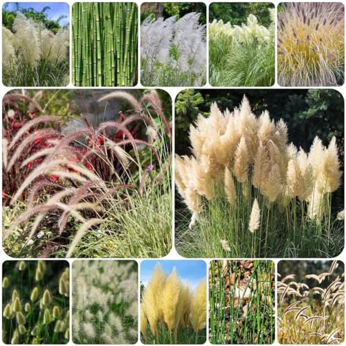 ziergras winterhart mehrjährig samen dekopflanzen zimmerbonsai bonsai gartenpflanzen blumensamen mehrjährig winterhart büropflanzen pflanzensamen winterharte pflanzen für garten balkon 250pcs