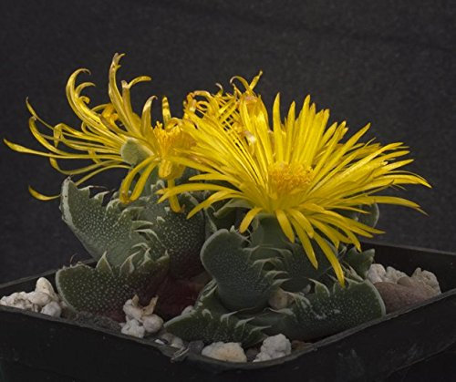 Echter Tigerrachen -Faucaria trigrina- 30 frische Samen
