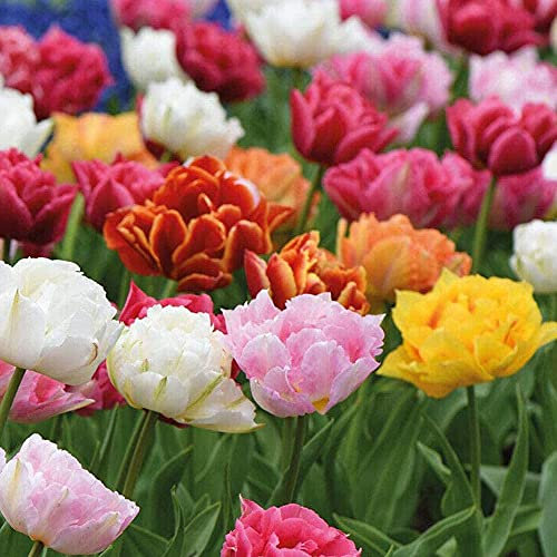 Tulip 'Murillo Mixed' Bulbs Tulipa Hardy Flowers Garden Plants Easy to Grow Early Spring Flowering 8 Bulbs by Thompson and Morgan