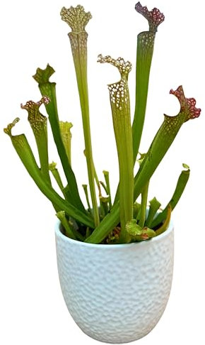 Saracenia Plante Carnivora dans un élégant vase en céramique blanc diamètre 13 cm. - Plante Exotique d'Intérieur, Plante Véritable taille XXL