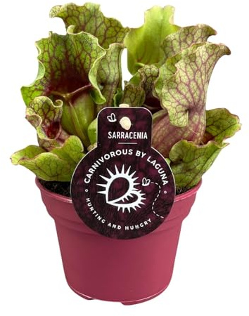 Sarracénie - 20cm - Ø12cm - Plante d'intérieur - Vert persistant