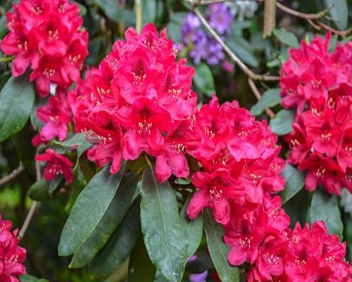 Graines de fleurs de rhododendron 90 pièces rouges