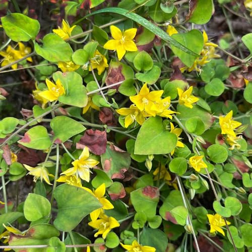 semillas resistentes de pennywort - medicinales, regalos sostenibles, centella, silvestres, 300pcs