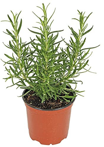 DECOALIVE Romero Natural Planta Aromática para el Hogar Ideal para Interior y Exterior Planta para Cocinar (8436601571465)