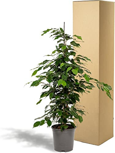 Ficus Benjamina Árbol de Interior | Mide ± 100cm | DECOALIVE | Planta Natural