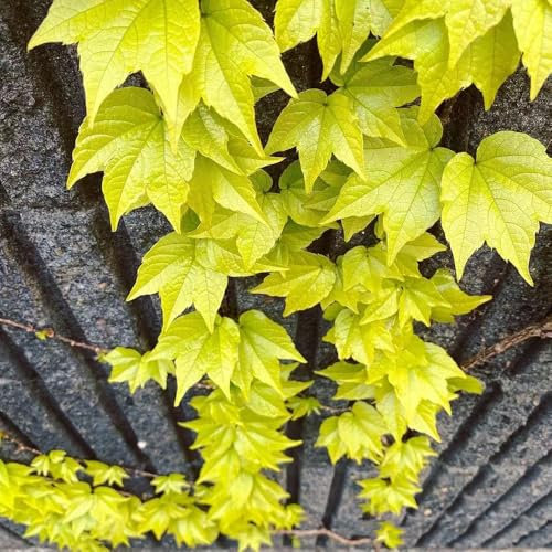 100 Pcs Wilder Wein Winterhart Schnellwachsend Samen - Pflanzen Wand, Balkon Deko Creeper Jungfernrebe Samen, Bonsai Samen, Winterharte Kübelpflanzen Balkon Pflanzen, Exotische Samen