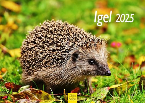 Edition Seidel Premium Kalender Igel 2025 Format DIN A4 Wandkalender Tierkalender Tier Wald heimische Wildtiere Waldtiere