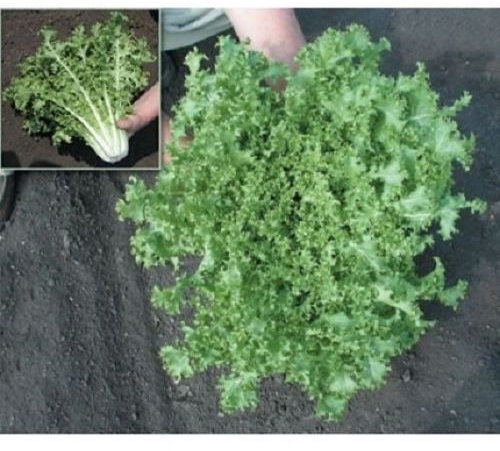 Semi indivia, insalata King (1000 semi) Hardy - Grow tutto l'anno
