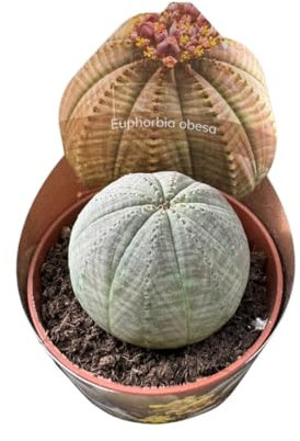 Vivaio Garden Forest Pianta di Euphorbia Obesa, Pianta grassa, Succulenta, Sud Africa, Pianta geometrica, Scarsa annaffiatura, Pianta interni, Pianta da appartamento, Pianta reale, Vaso 5,5 cm