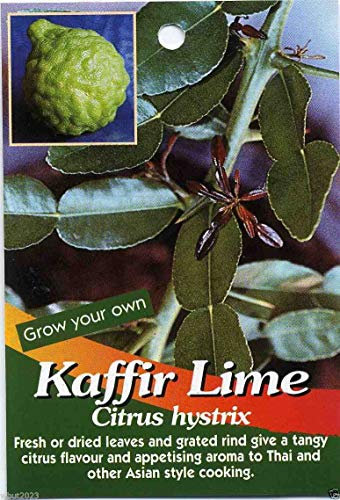 Graines de citron vert kaffir - Citrus Hystrix - Makrut ou Magrood, les feuilles sont très aromatiques paquet de 100 graines