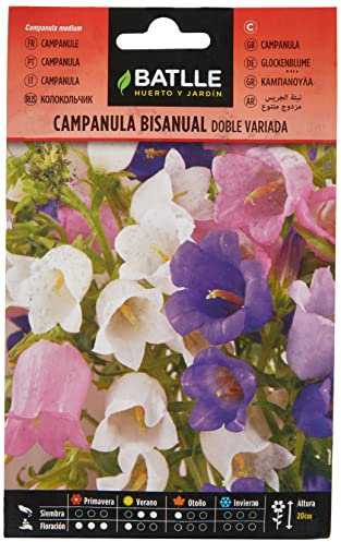 Semillas Batlle Campanula bisannuale Doppia variegata