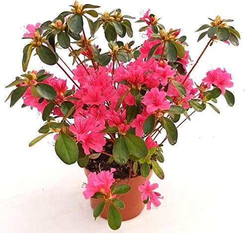 POWERS TO FLOWERS - AZALEA DA ESTERNO SALMONE XL, vaso 16cm pianta vera