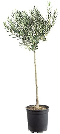 Olivenbaum - Olea europaea - Höhe ca. 110 cm, Topf-Ø 21 cm