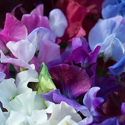 Dwarf Sweet Pea Seeds 'Bijou Mixed' Lathyrus odoratus Hardy Annual Scented Mixed Blooms Easy to Grow Your Own Garden Flowers 1x Packet (Approx. 20 Seeds) by Thompson and Morgan