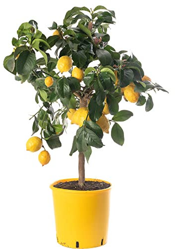 Assorted Indoor Citrus Trees Collection Lemon, Lime, Orange, Grapefruit, Kumquat (Lemon Tree (2-3ft))