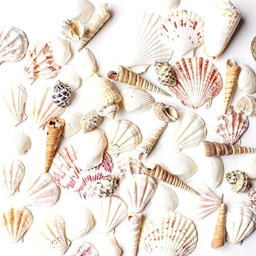 Super Z Outlet Sea Shells Mixed Beach Seashells - Various Sizes up to 2 Shells