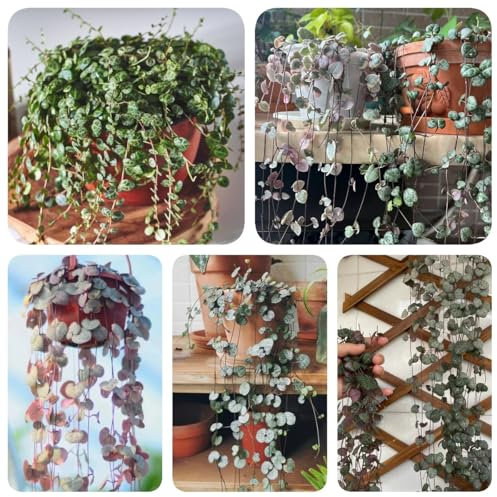 200 pcs Leuchterblume Pflanze Samen, herbstpflanzen wiesensamen gartenbedarf wildblumen Leuchterblume Samen, gartendeko für draußen dekopflanzen exotische pflanzen samen topfpflanzen