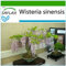 SAFLAX - Bonsai - Blauregen - 4 Samen - Mit keimfreiem Anzuchtsubstrat - Wisteria sinensis