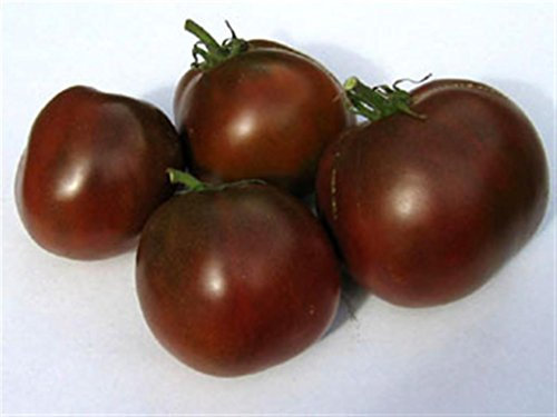 Heritage Heirloom Spanish Black Brown Salad Tomato Seeds. Certified French Organic Grower